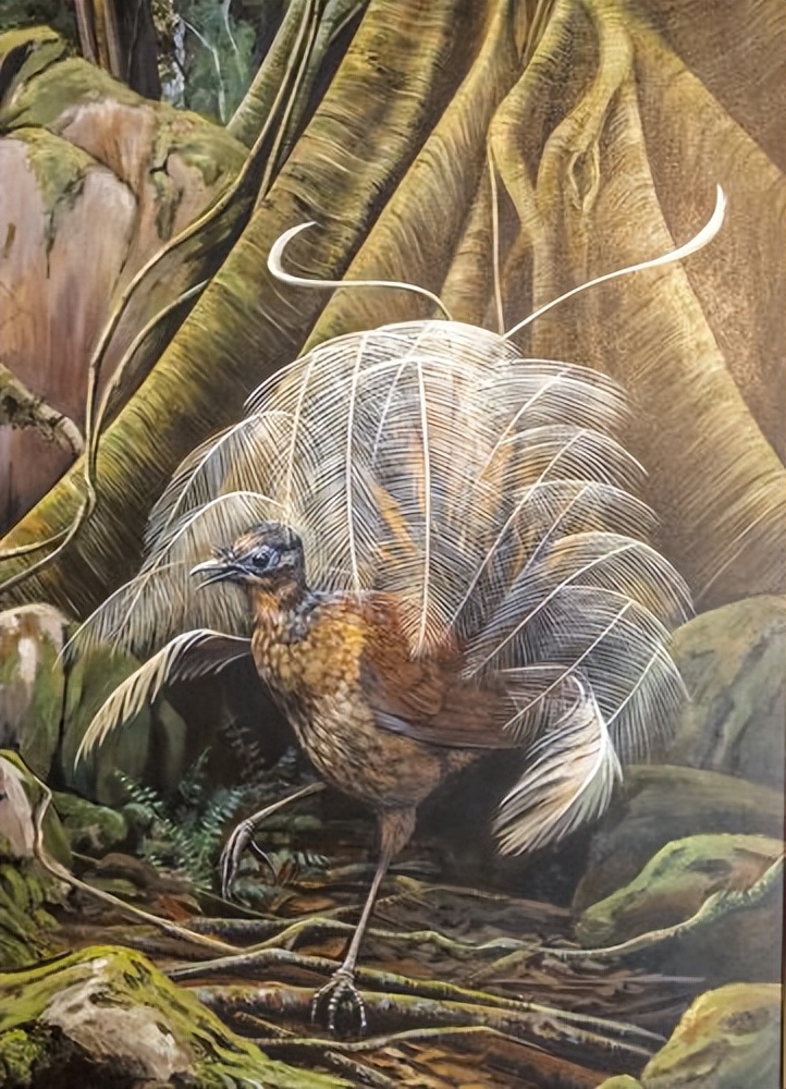 世界上最大的华丽琴鸟,天堂的使者