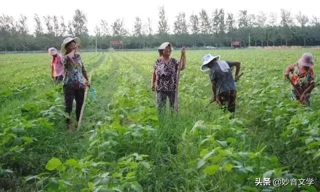 赞美丝瓜七律诗,赞丝瓜诗七绝