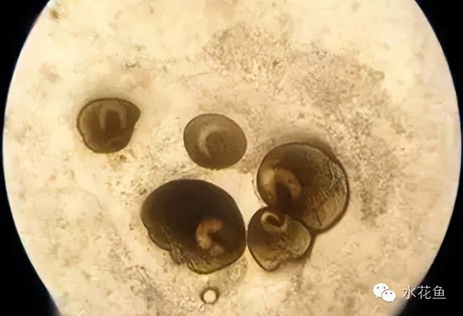 鱼常见的寄生虫以及症状,怎么区分鱼身上的钉虫和孢子虫