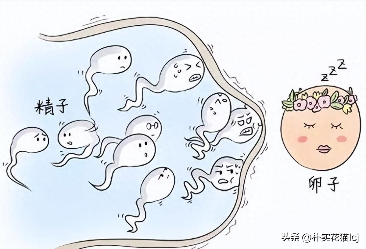 精子受孕未成功后去哪了,没有成功受孕的精子都去哪里了