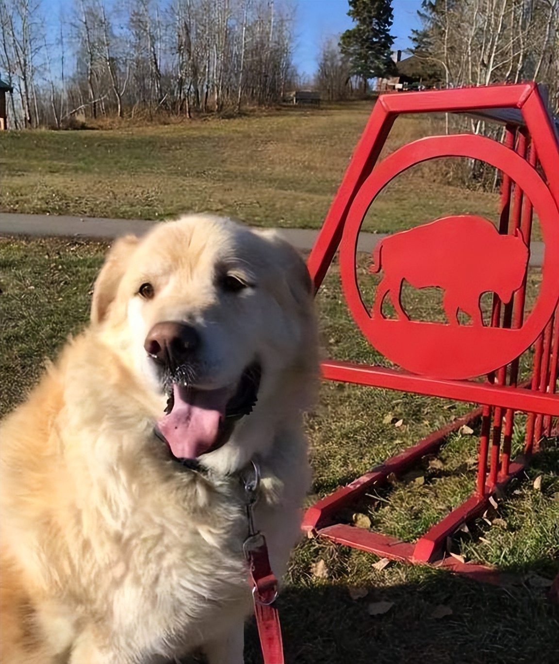 金毛太胖了有什么坏处吗视频,金毛犬太胖