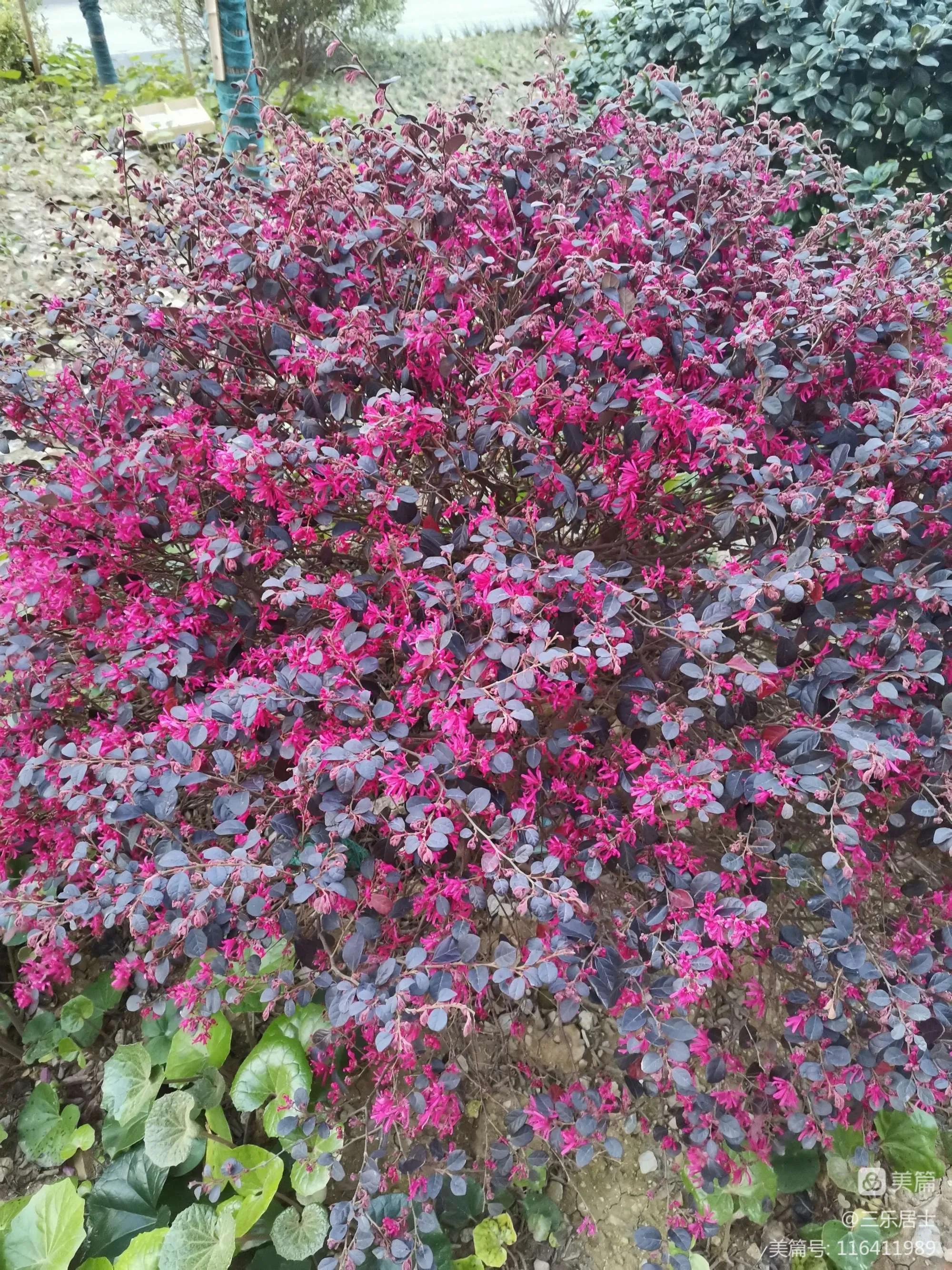 红花檵木的历史故事,白花檵木