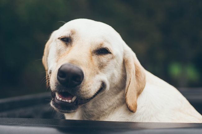 拉布拉多吃多了吐怎么办？掌握这些方法，轻松缓解问题