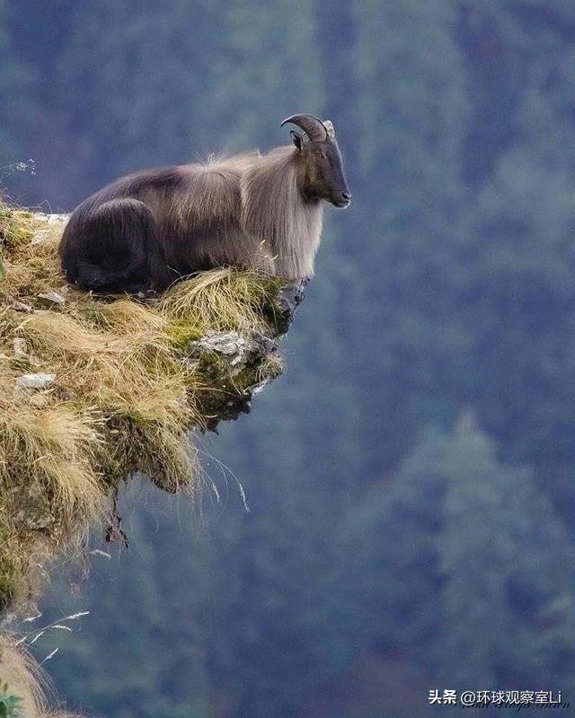 20世纪恐怖诡异图片,7张19世纪的诡异照片