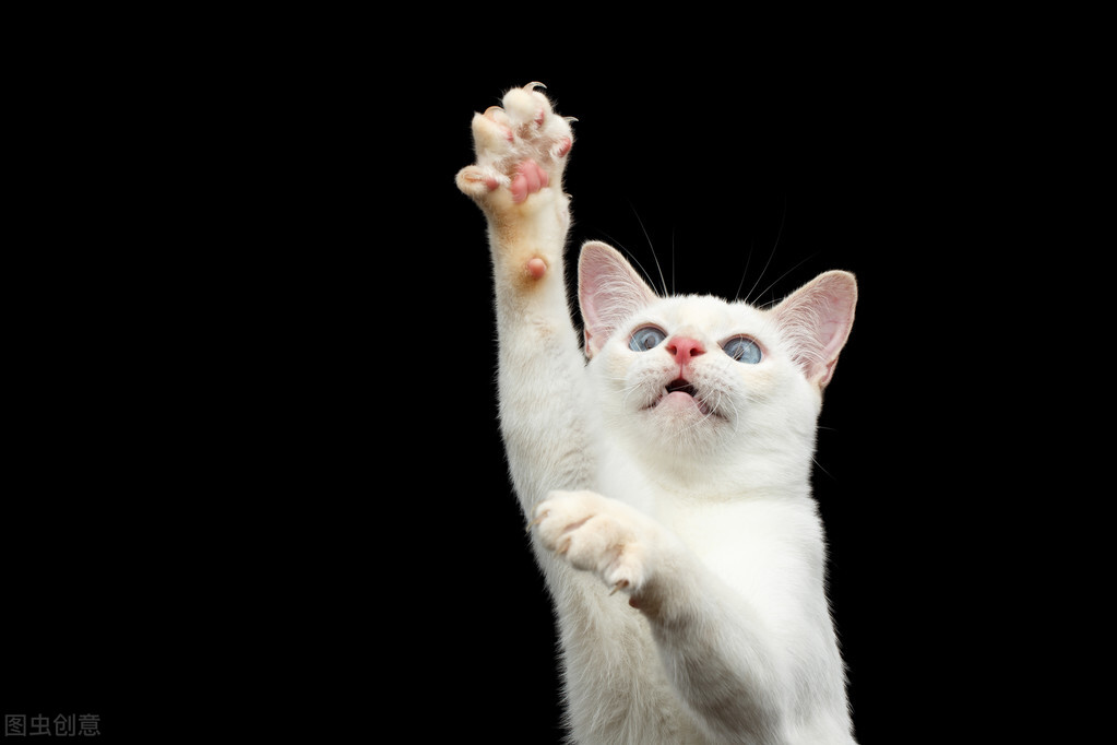 猫尾巴掉了怎么办,猫尾巴掉毛严重怎么办