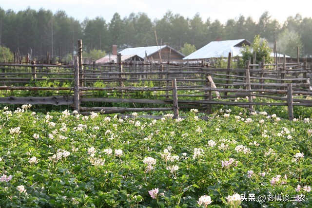 庭院经济首次被写入中央一号文件,中央一号文件庭院经济