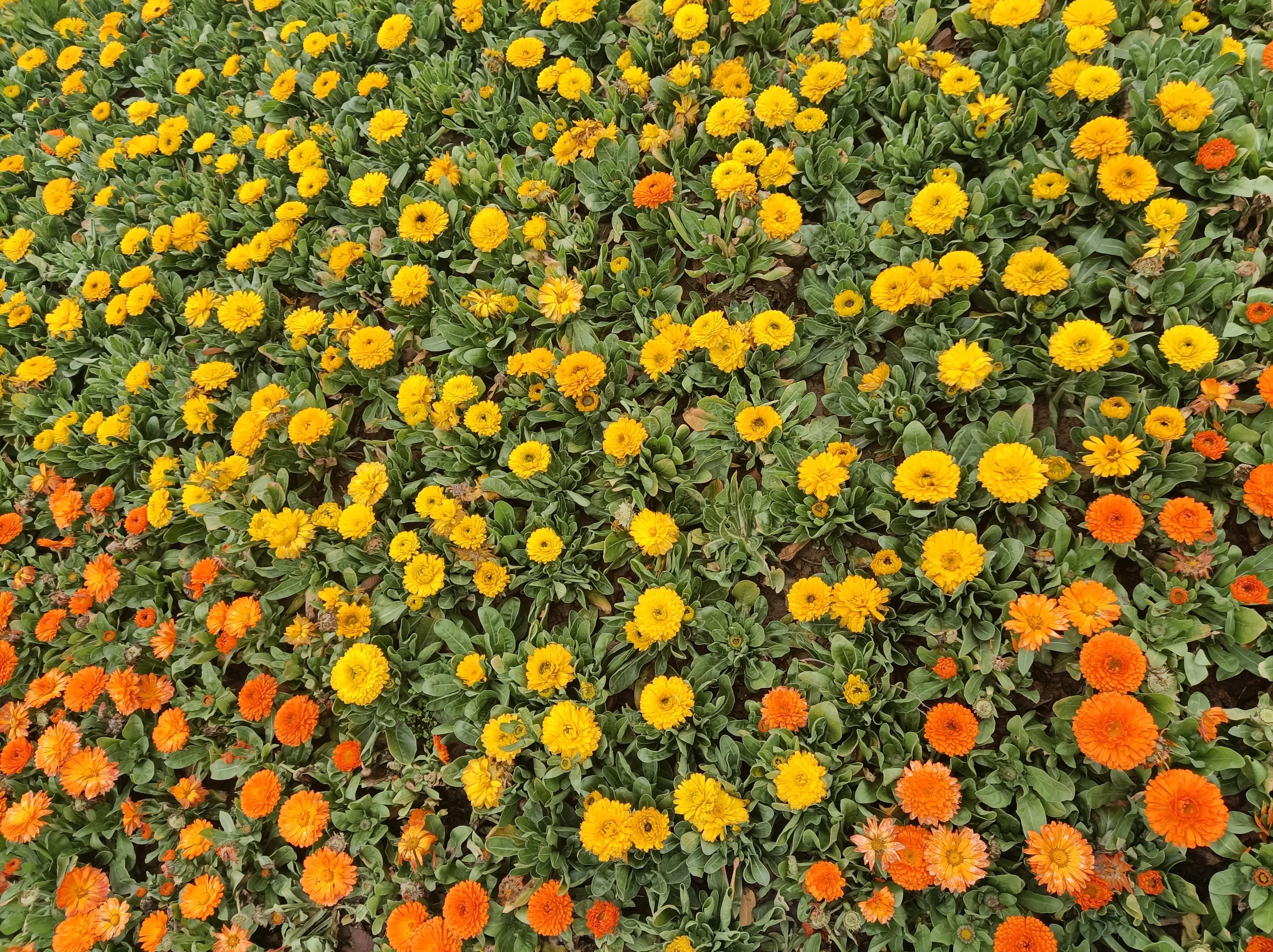 聆听花开的声音意思,聆听花开的声音晚会