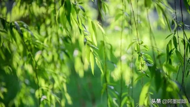 咏柳唐贺知章古诗句子,咏柳唐贺知章古诗词