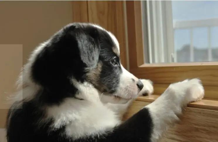 经常不遛狗会给主人带来什么祸害,不经常遛狗会怎样