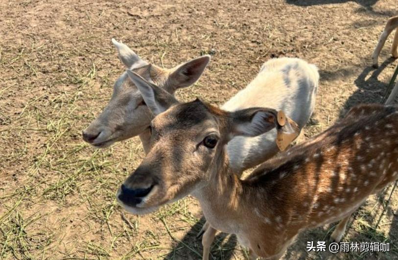 颐和公园游玩攻略,比颐和园大的园林