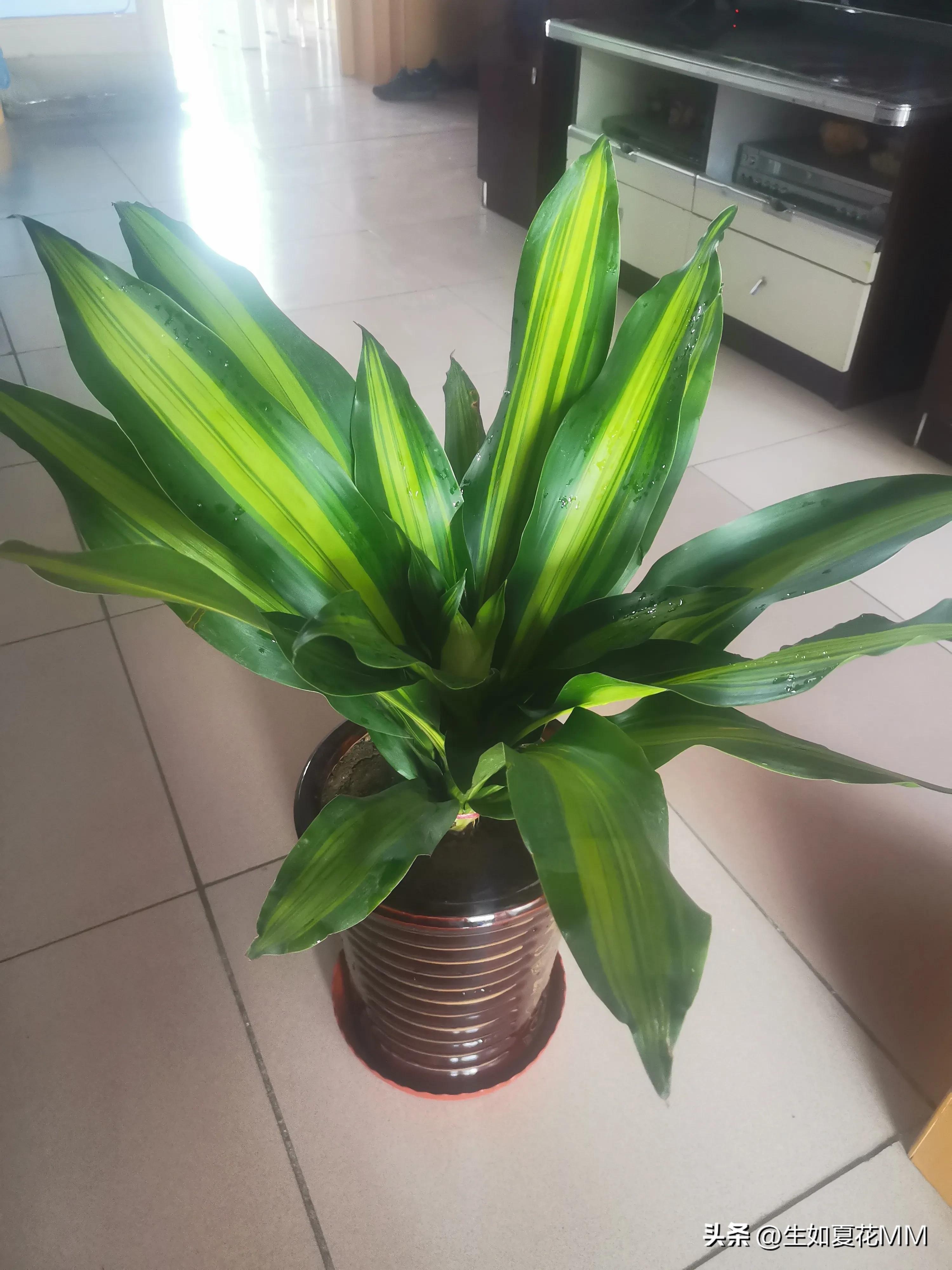 巴西铁木多高最好,巴西铁木为什么总往高长不往粗长