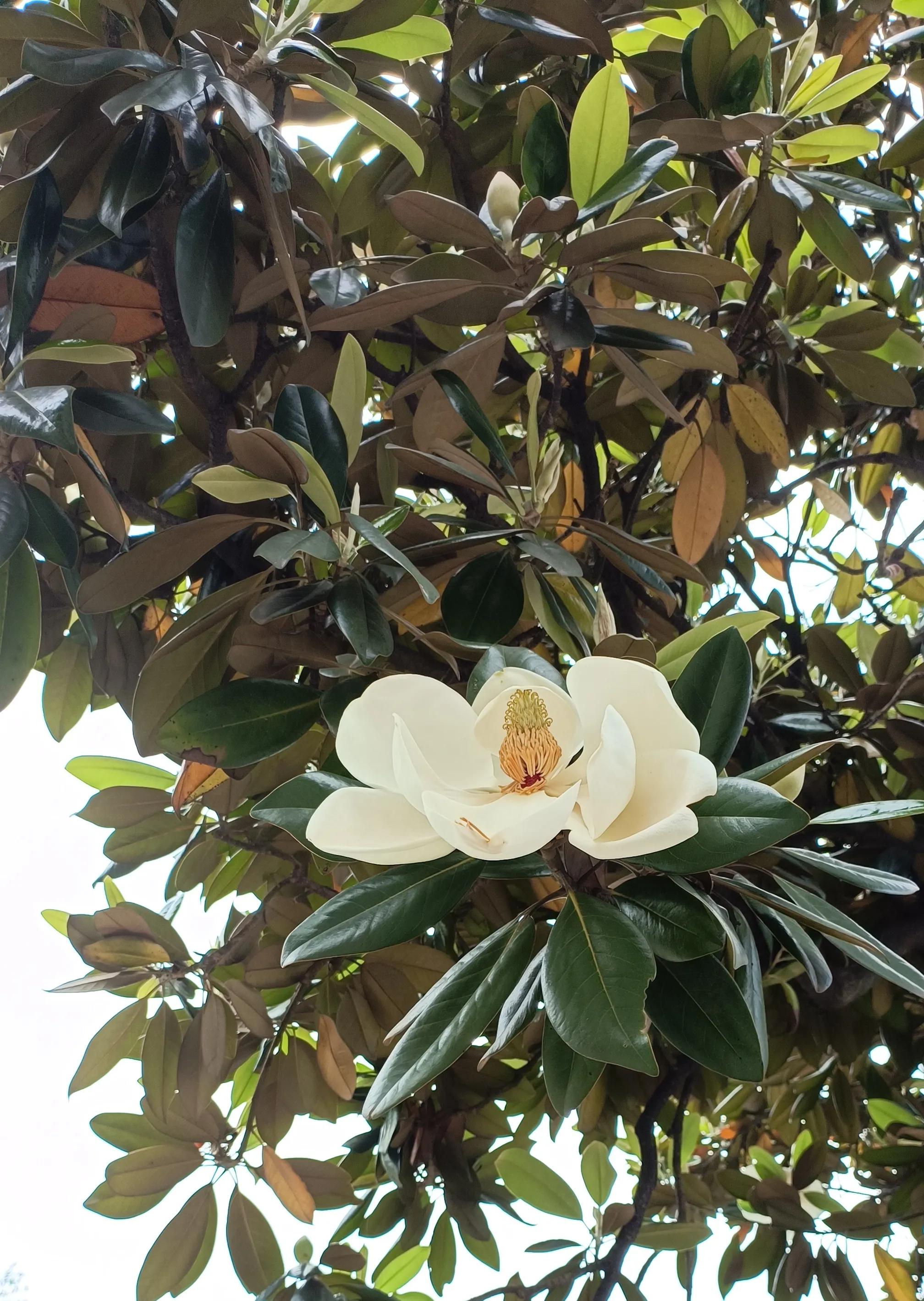 玉兰花语纯洁高雅,玉兰花语表达爱意