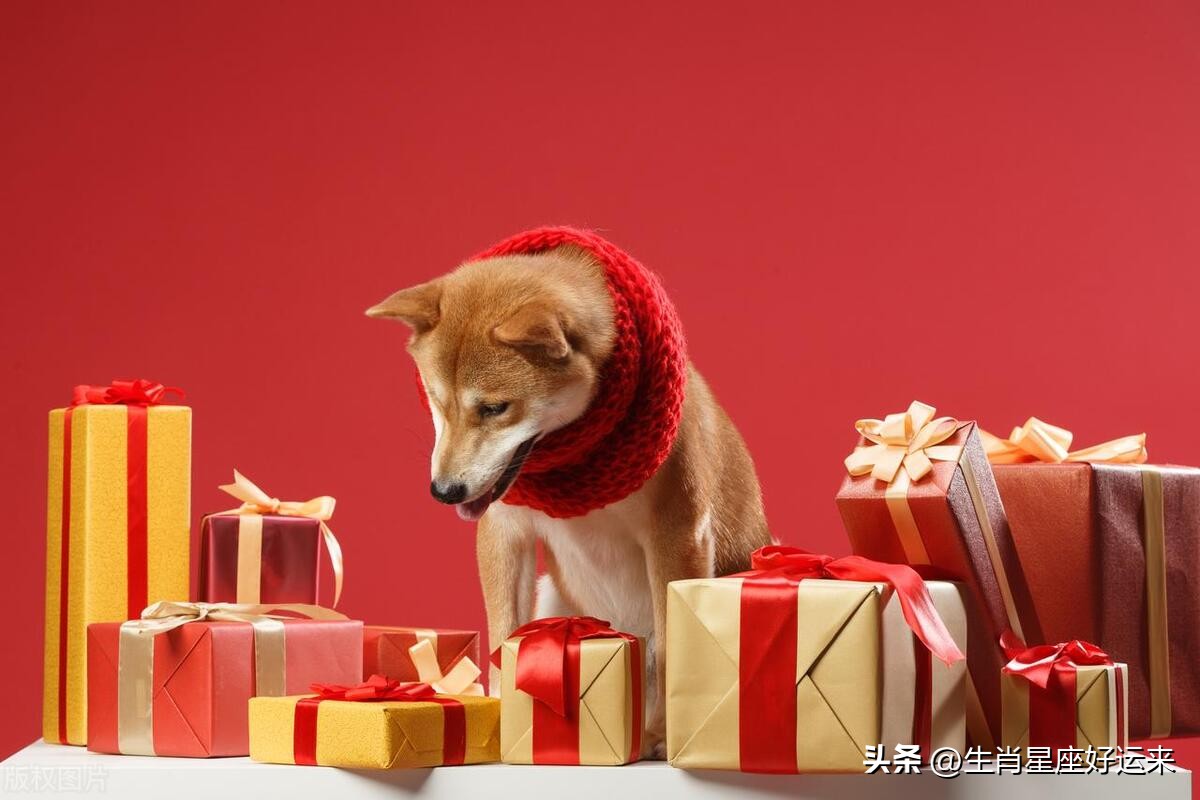 24年生肖狗每个月运势,23年狗生肖运势及运程