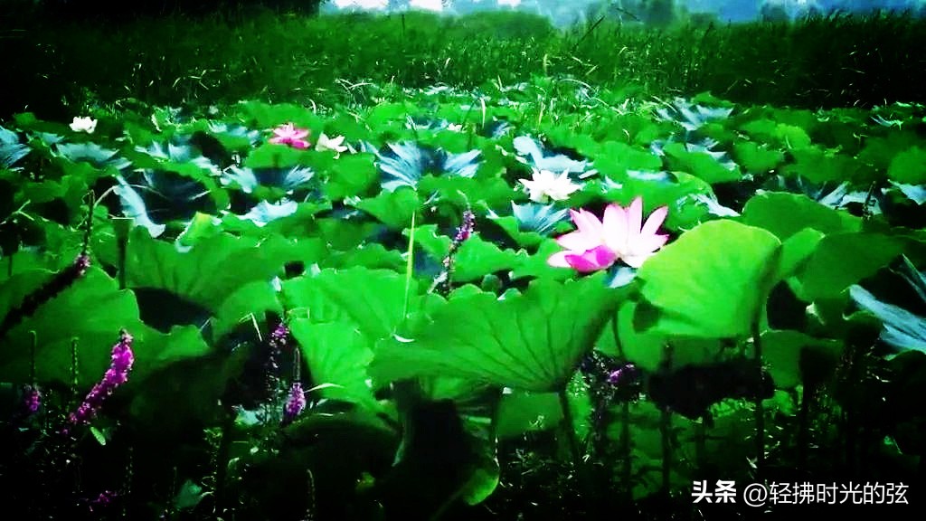 唐诗中最美的一首荷花诗,关于荷花的唯美诗句古诗