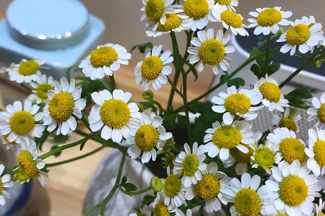 洋甘菊花骨朵,洋甘菊花语逆境生长