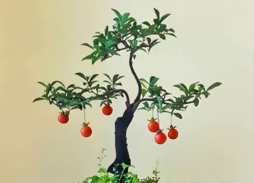 金弹子分公母，公有果母无果？5条解析告诉你