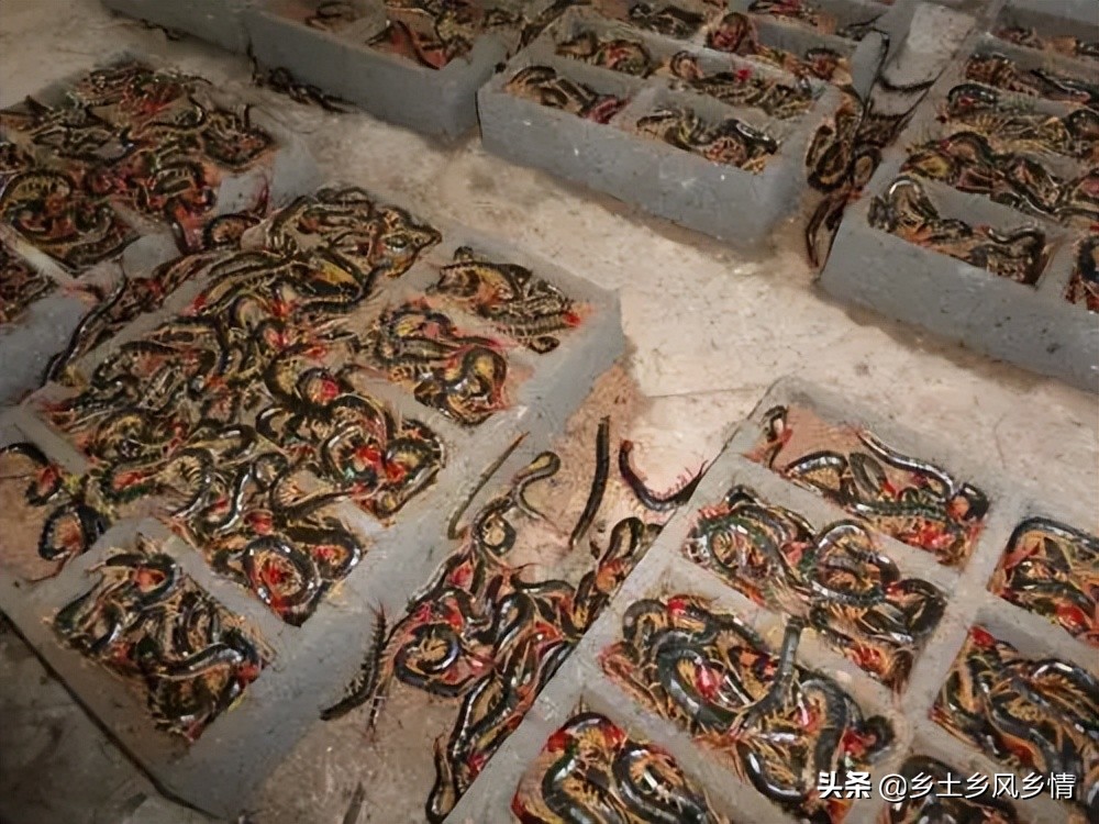 蜈蚣养殖的利润有多大,蜈蚣养殖成本以及利润多少