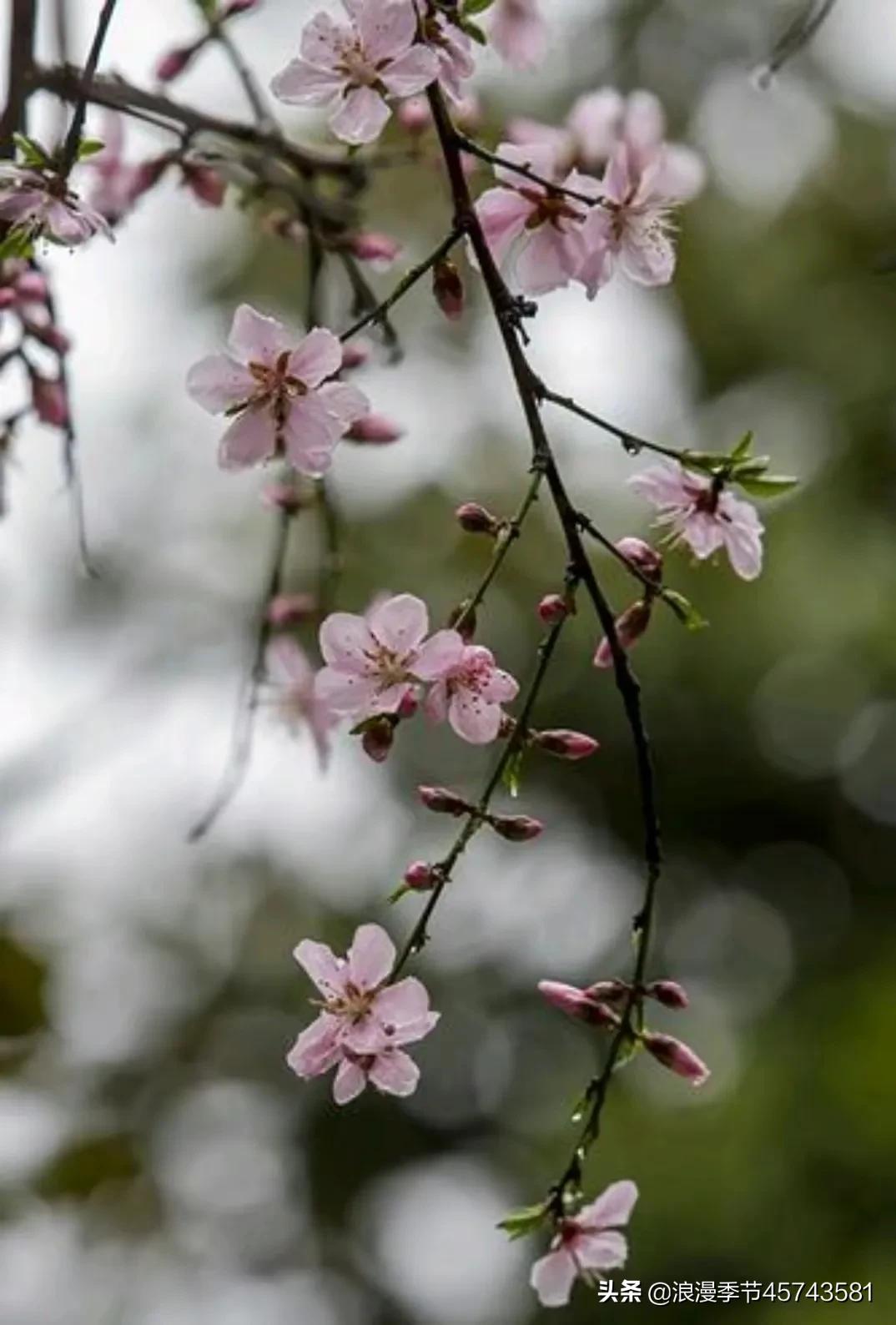 渴望的春天经典散文,藏在春天里的梦散文精选