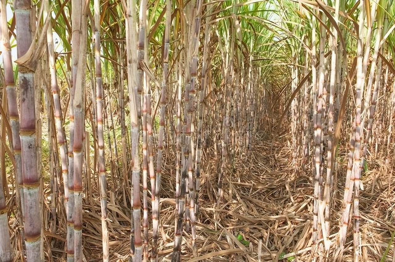 舌尖上的甜蜜史，广西的甘蔗产业有多强？