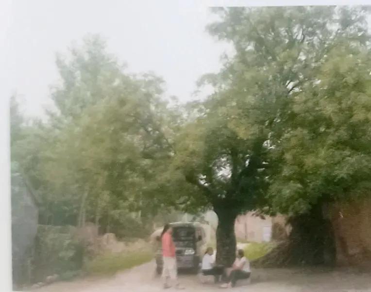 成武县古树,临武县古树