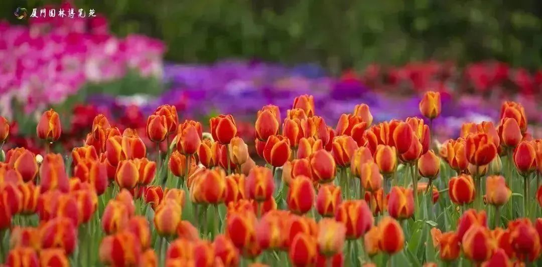 厦门十大最美花海,盘点厦门最美花海的地方