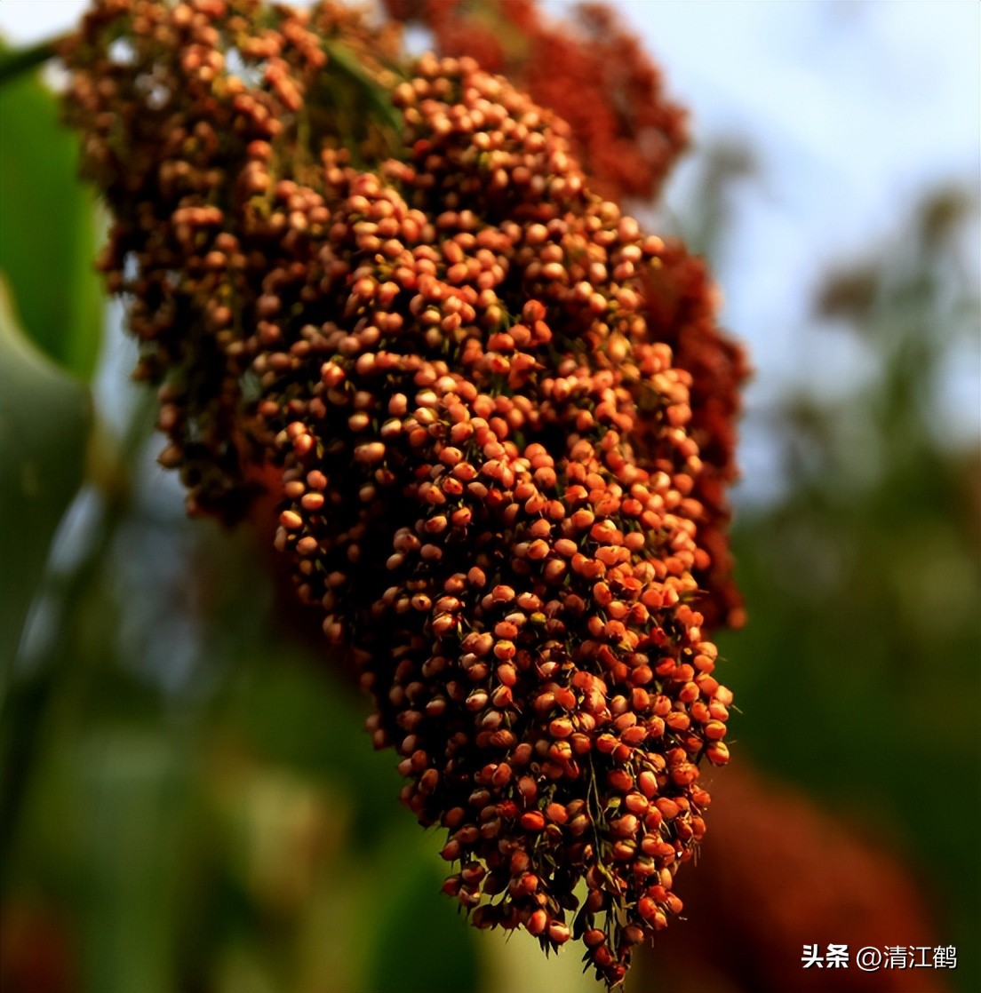 买纯粮食白酒怎么看瓶上标志,白酒瓶身看好坏