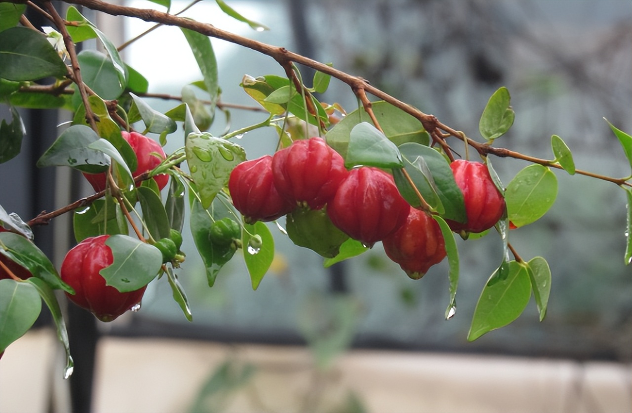 广东阿婆种了1株“怪樱桃”，果子像南瓜，营养师：可促脑、促眠