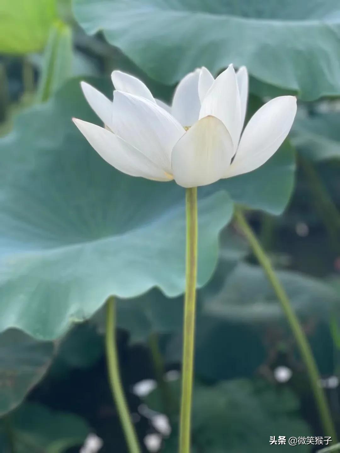 城市里的氧吧，广州番禺莲花山风景区