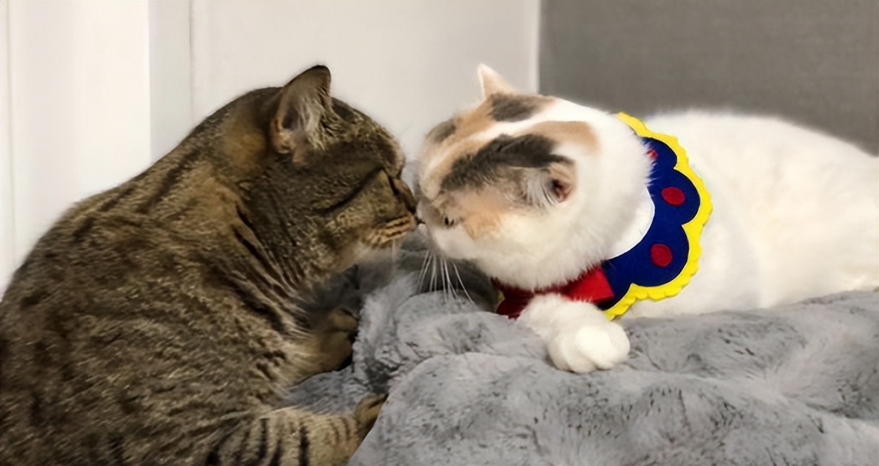 新猫来家原住民会不高兴吗,新猫进家如何与原住民相处