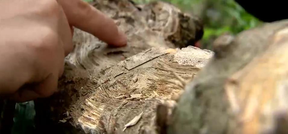 男子烧山被抓种树一万株,福建男子放火获刑11年