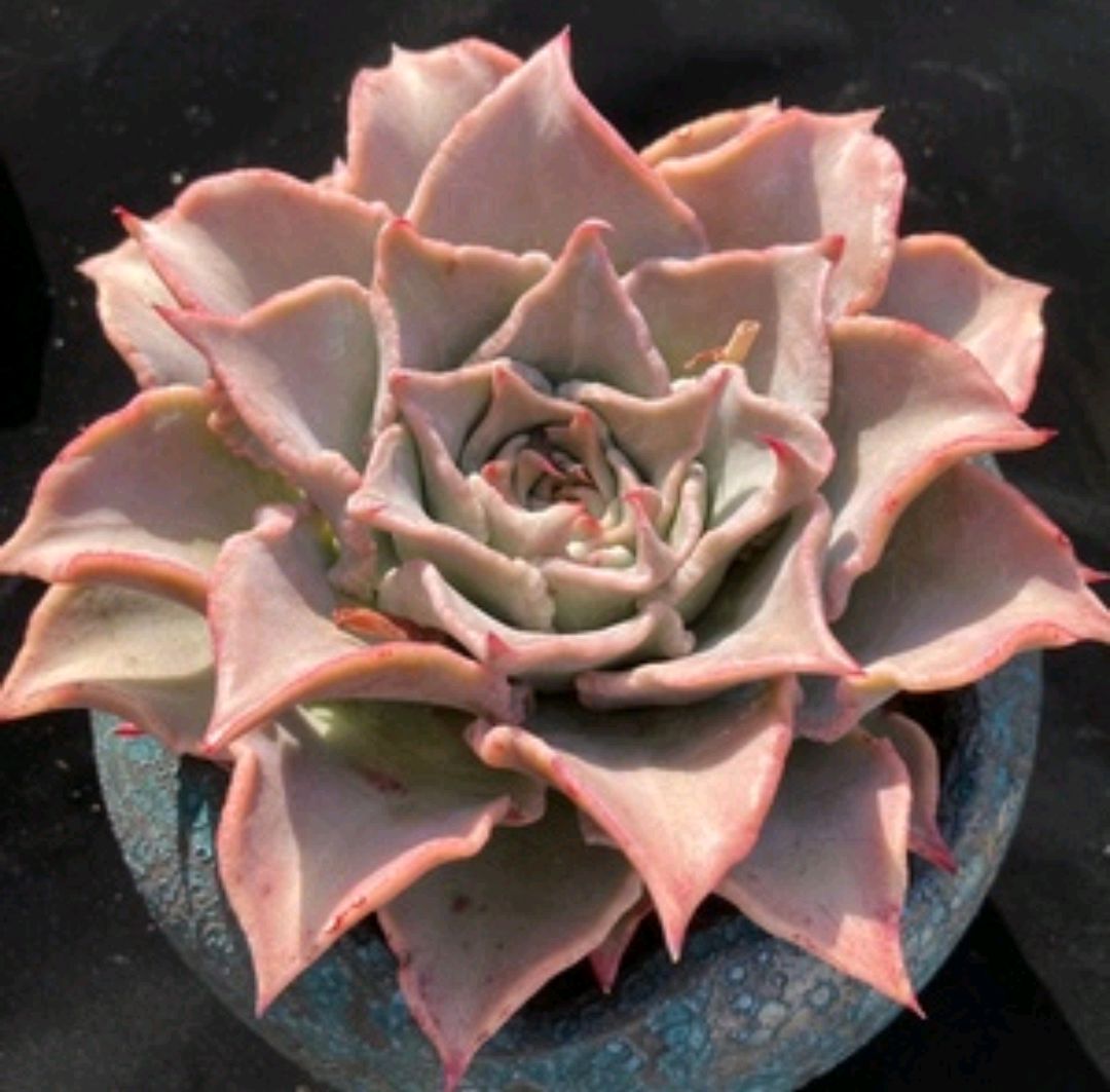 夏季养多肉注意点,夏季养多肉会生虫