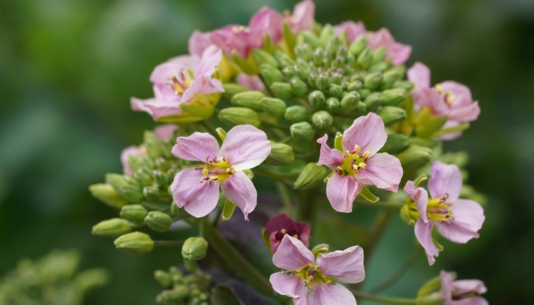 北京周边探秘京城最美油菜花海,北京油菜花必去的地方