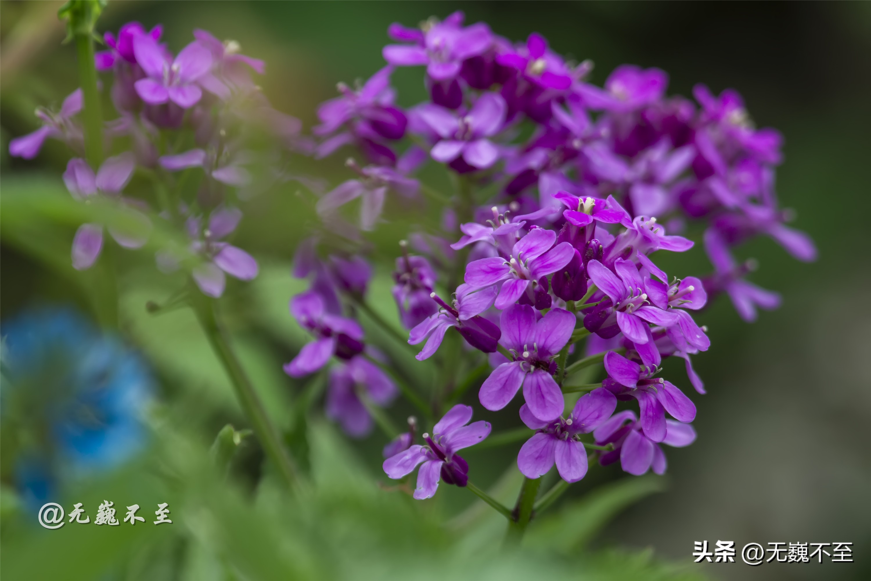 九顶归来不看花，但是这些花名你知道吗？科普一下不就认识啦