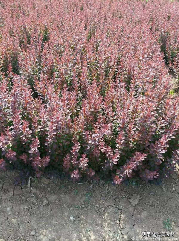 红叶小檗紫叶小檗的价格,红叶小檗幼苗批发基地