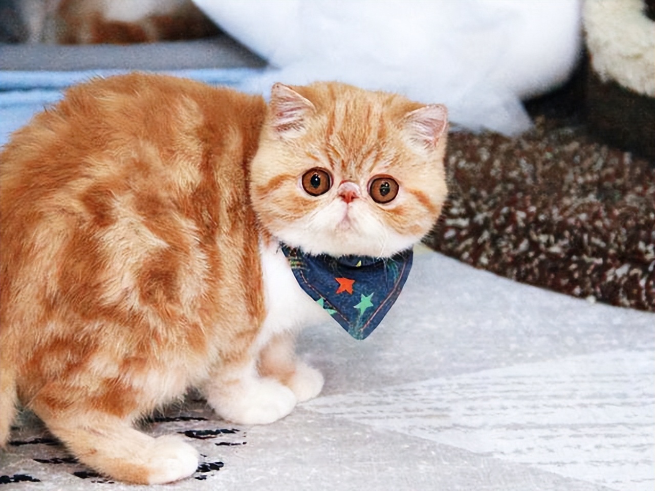 不管多有钱这几种猫不建议养,再有钱也不要养这五种猫