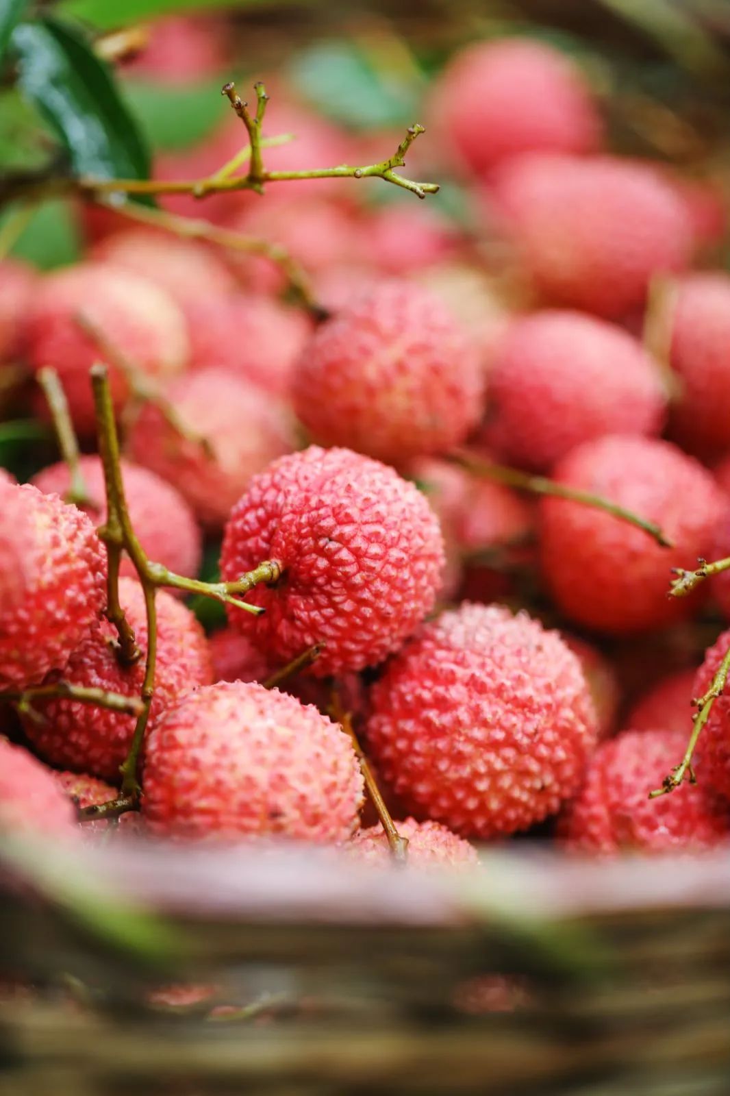 端午假期光明活动超精彩！音乐live、摘荔枝、包粽子……等你解锁！