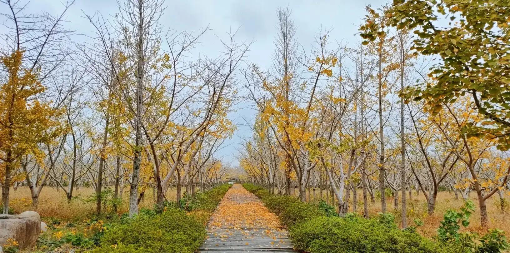 苏州秋季旅游最值得去的地方,苏州赏秋一日游攻略