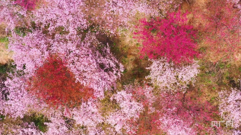 花事来了|美如云霞宁波达人谷数万株樱花迎春绽放