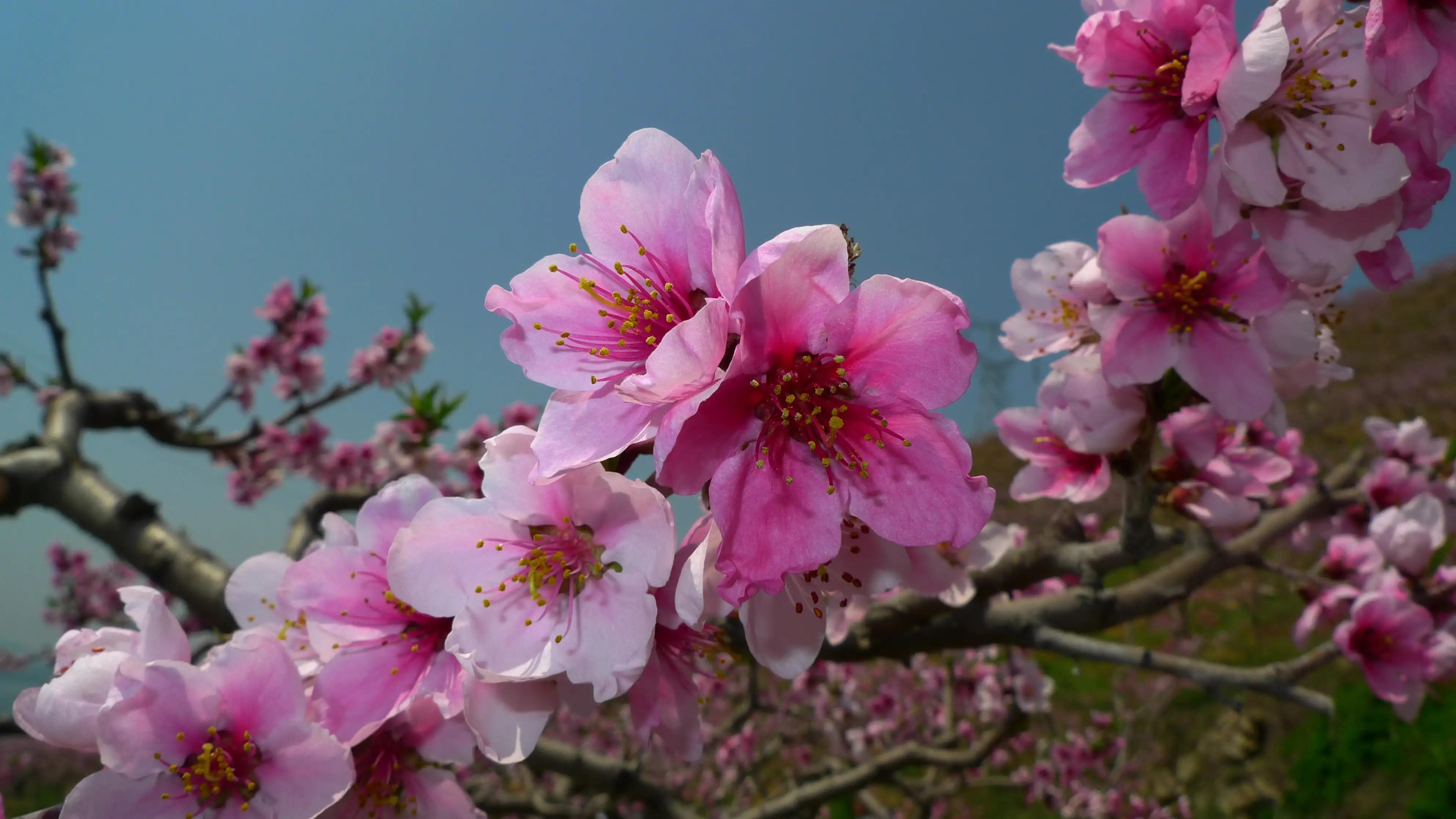 桃花运是艳遇还是恋爱,为什么桃花运叫桃花运