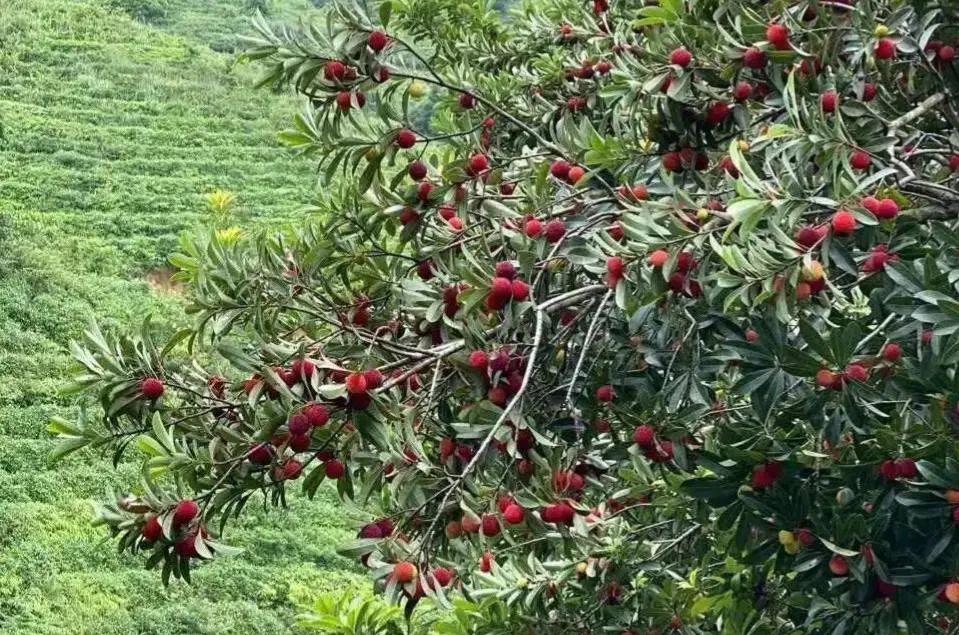 自制杨梅酒中毒事件,自制杨梅酒