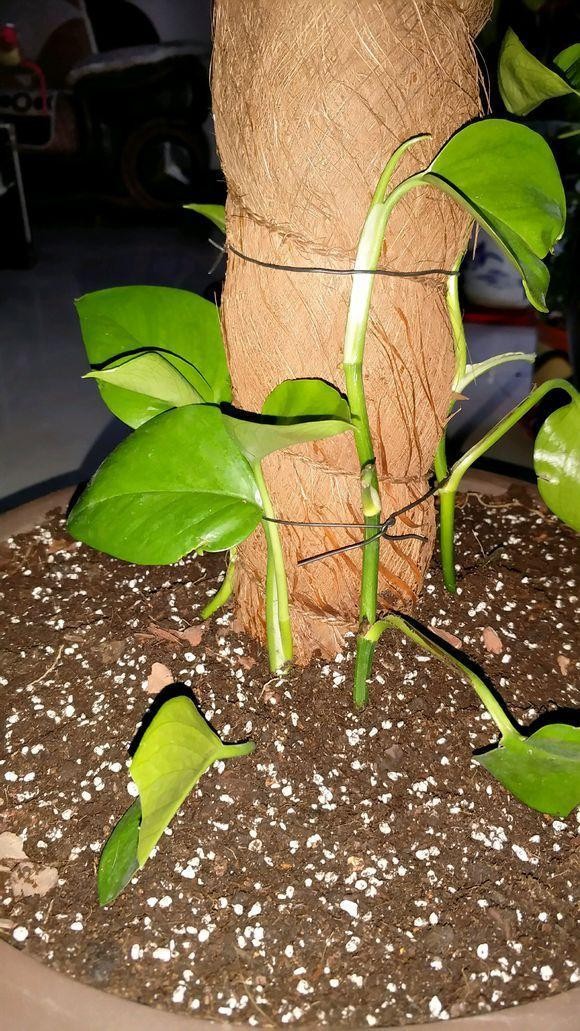 小叶子的绿萝怎么做成绿萝柱,整盆绿萝做绿萝柱