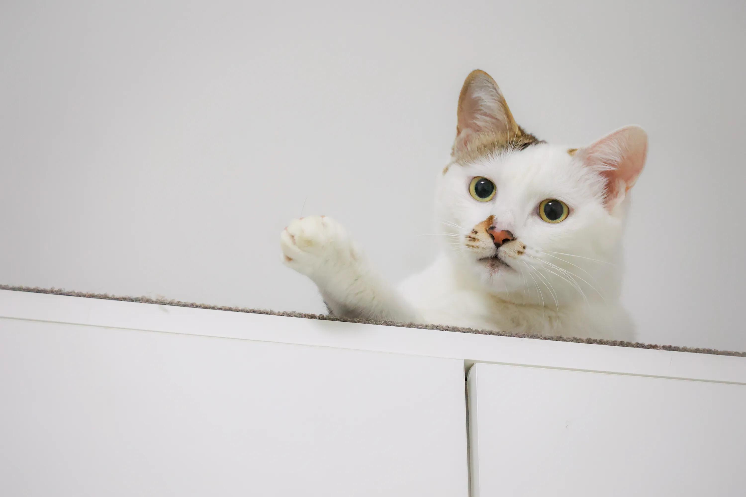 猫没精神总睡觉鼻子干,猫流口水鼻子干怎么治疗