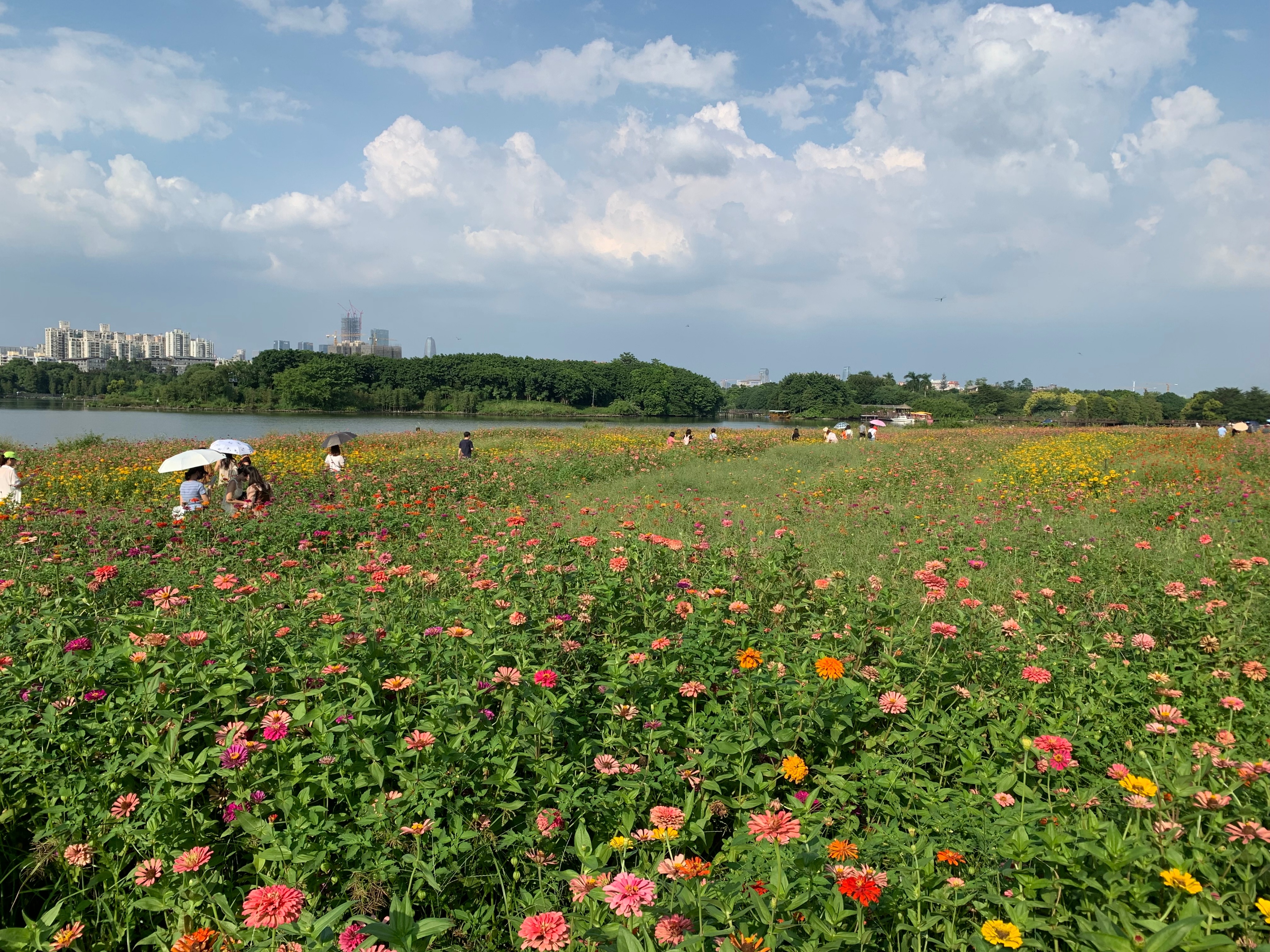 2022海珠湖公园春节游玩,海珠湖湿地公园最佳游玩时间