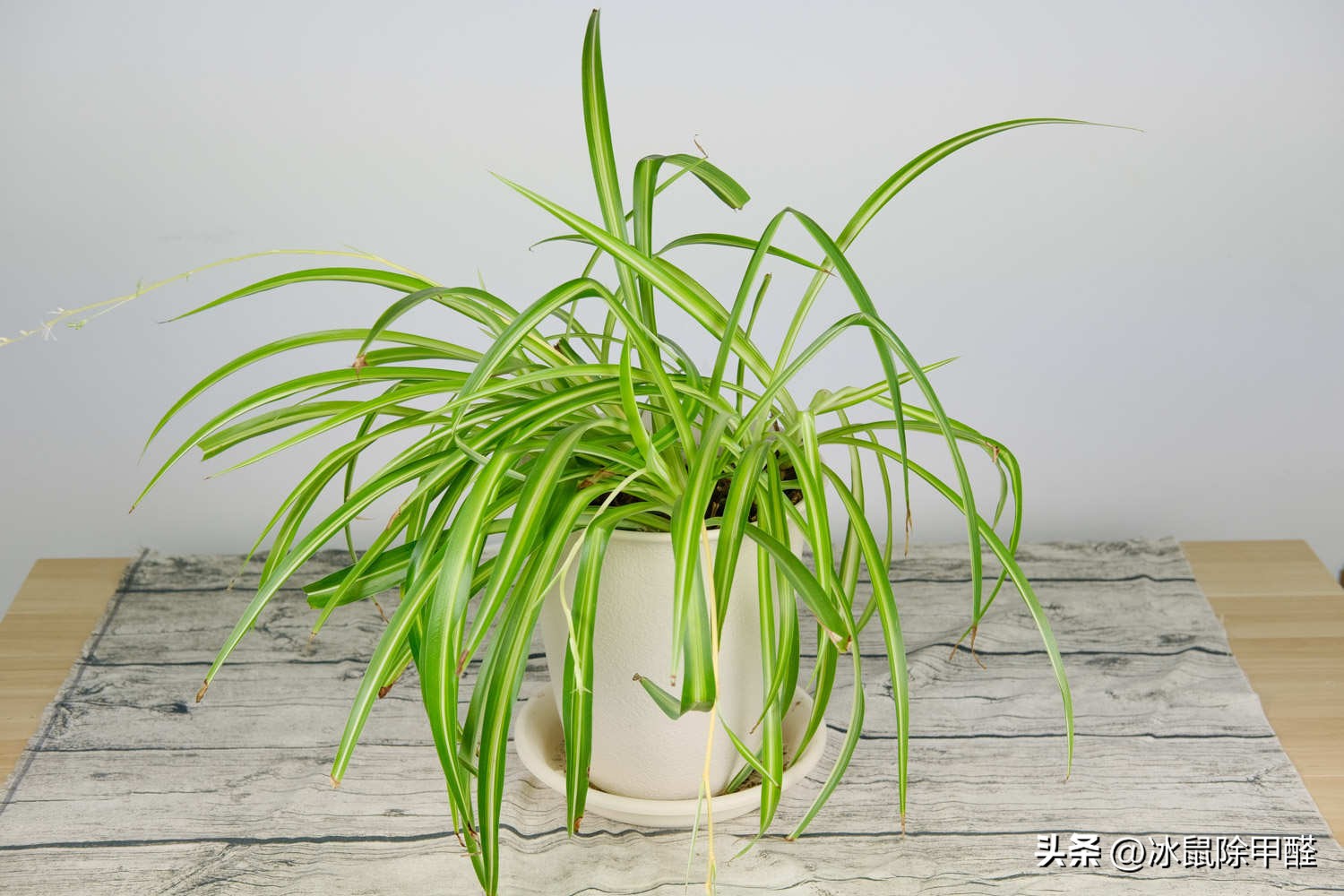 去除甲醛的植物排名,甲醛去除最好的植物