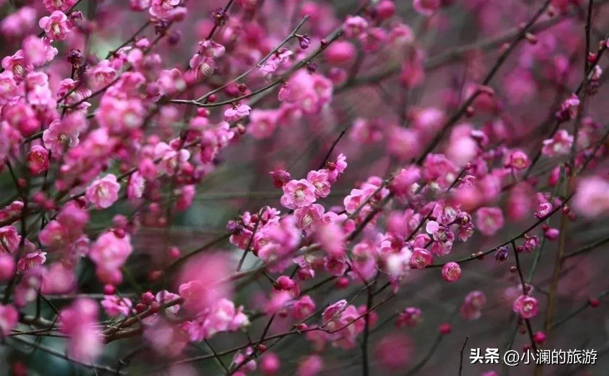 江苏赏梅胜地,江浙沪赏梅小众