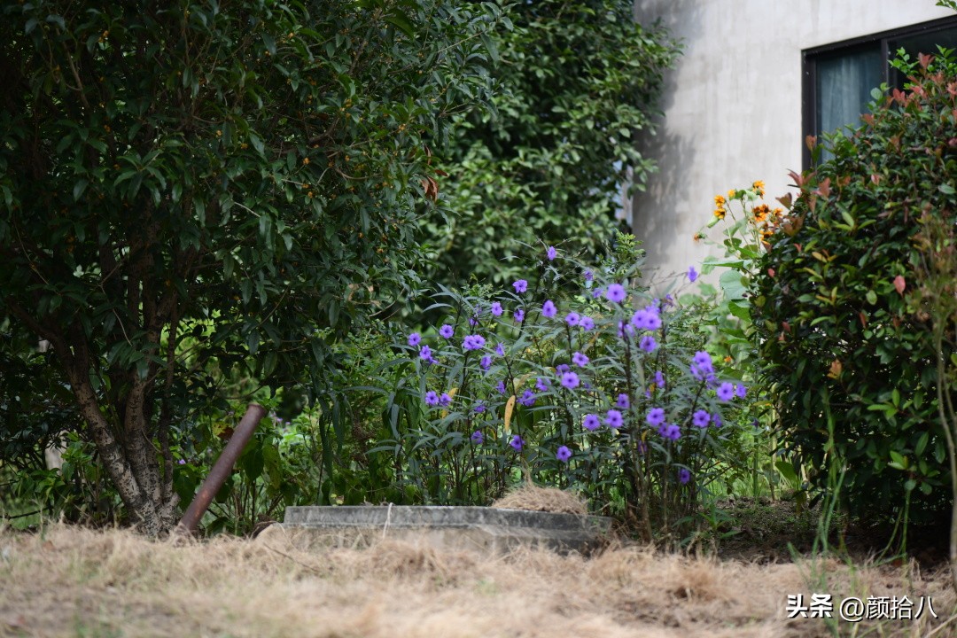 流放到菜地的花儿们，尽情绽放吧，不管在哪里｜园丁