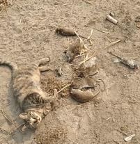 养猫咪最应该养什么猫,养猫首选这5种猫不仅忠诚还好养