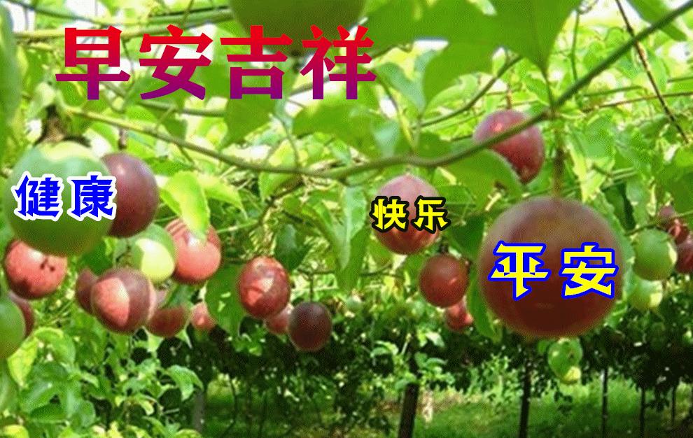 早安祝福语简短问候语图片,最美早安问候祝福语图片带字温馨