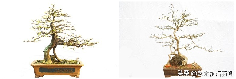 「艺术前沿」胡庆魁的木石人生