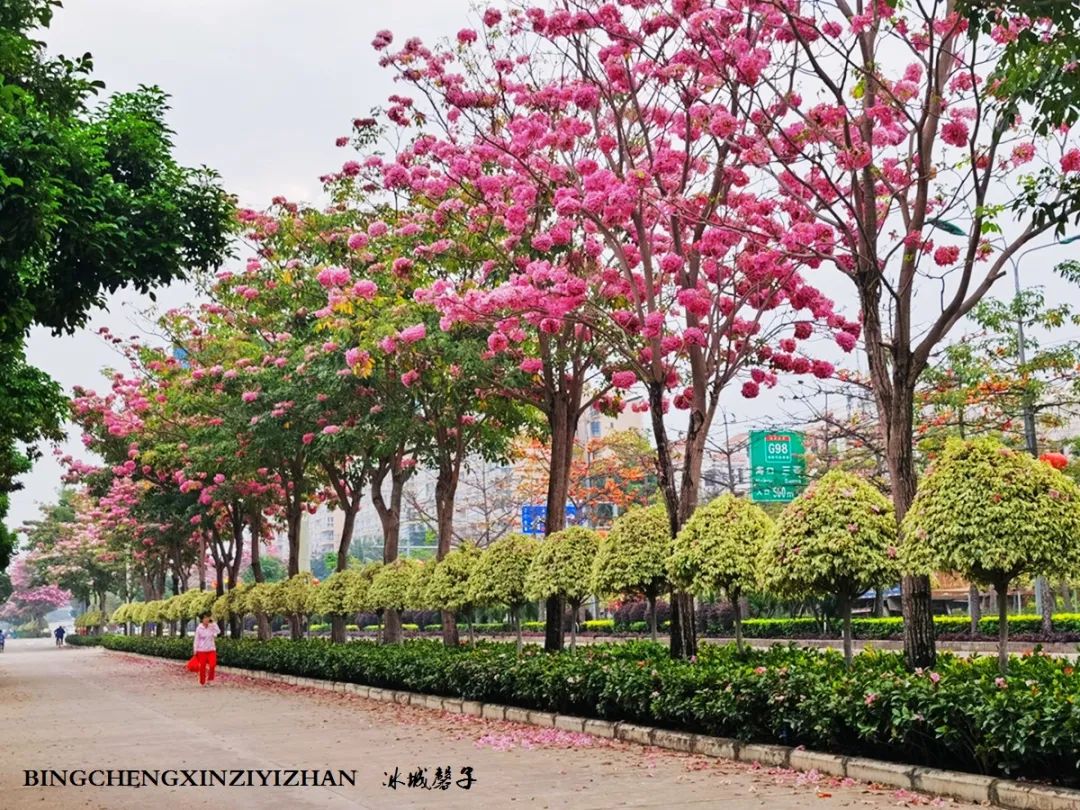 旅居海南：九所新区的浪漫情